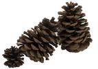 3 pine cones